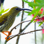In Malesia vi è un'eccezionale varietà di avifauna - Foto Tourism Malaysia